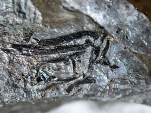 Fosil Dinosaurus Mungil nan Sensasional Ditemukan di Jerman