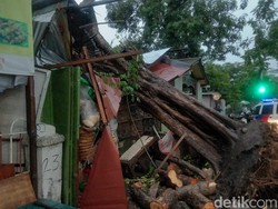 Hujan Deras Disertai Angin Kencang di Surabaya, Toko Burung Tertimpa Pohon