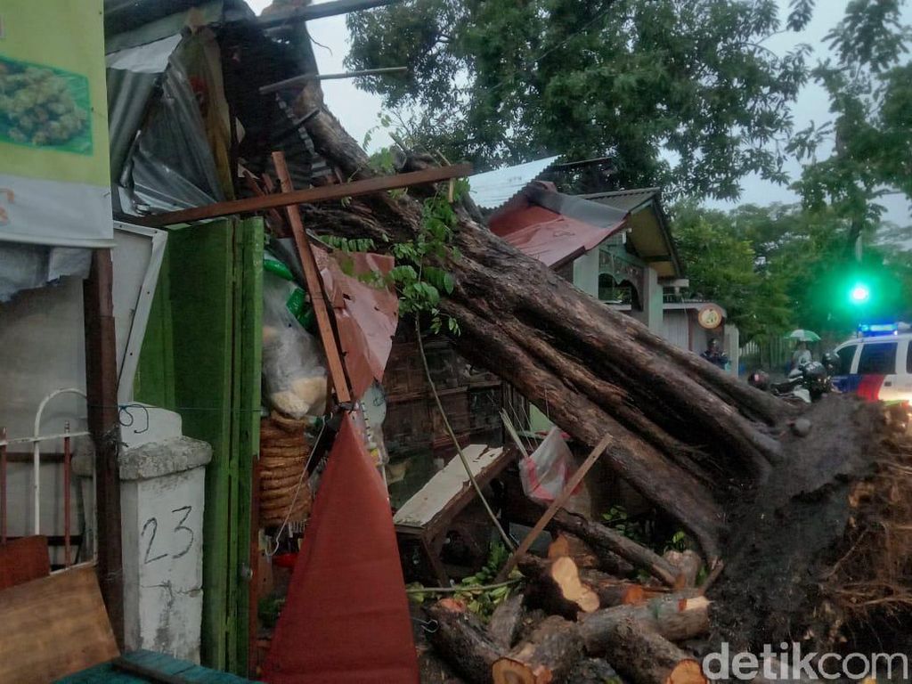 Hujan Deras Disertai Angin Kencang di Surabaya, Toko Burung Tertimpa Pohon Hujan Deras Disertai Angin Kencang di Surabaya, Toko Burung Tertimpa Pohon