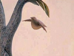 Tes: Sarang Burung atau Wajah Wanita, Gambar Pertama yang Kamu Lihat?