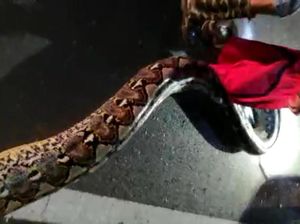 Bikin Resah dan Mangsa Ternak Warga, Ular Piton 6 Meter di Maros Ditangkap