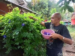 Menjajal Bisnis Teh Ungu dari Bunga Telang