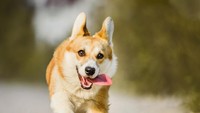 Hukum Memelihara Anjing bagi Umat Islam, Boleh Nggak Ya?