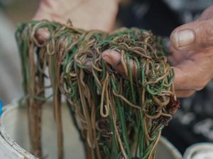 Tradisi Bau Nyale, Ratusan Orang Turun Ke Laut Cari Cacing yang Lezat Tradisi Bau Nyale, Ratusan Orang Turun Ke Laut Cari Cacing yang Lezat