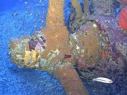 Wow! 76 Tahun Hilang, Pesawat Perang Dunia II Ditemukan di Samudra Pasifik