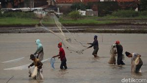 Menjala Ikan di Tengah Sawah yang Kebanjiran
