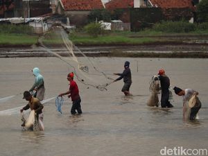 Menjala Ikan di Tengah Sawah yang Kebanjiran