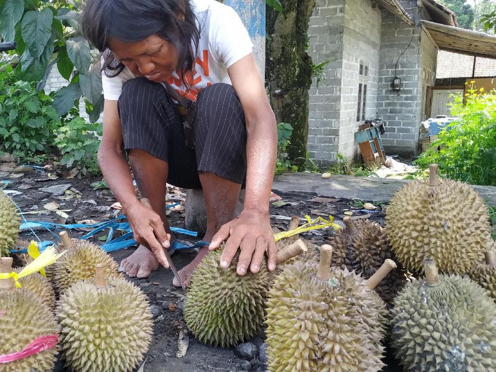 Eni, Penyandang Difabel Jual Durian di Blitar yang Sangat Mandiri Eni, Penyandang Difabel Jual Durian di Blitar yang Sangat Mandiri