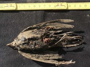 Ilmuwan Temukan Bangkai Burung Utuh Berusia 46.000 Tahun