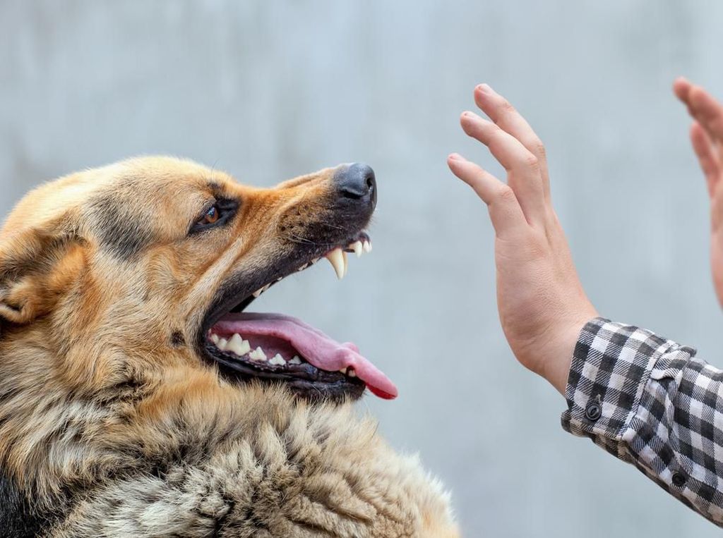 Mitos Selaq, Ilmu Hitam yang Bikin Anjing Dikubur Hidup-hidup di NTB Mitos Selaq, Ilmu Hitam yang Bikin Anjing Dikubur Hidup-hidup di NTB