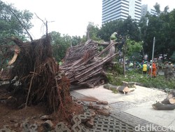 Bruk! Pohon Beringin Depan Monas Tumbang
