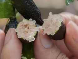 Agar Semua Cacing Keluar dari Tubuhmu, Minum Ini saat Perut Kosong!