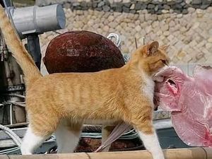 Gemes Banget! Penguin hingga Kucing Ini Suka Beli Makanan Sendiri Gemes Banget! Penguin hingga Kucing Ini Suka Beli Makanan Sendiri