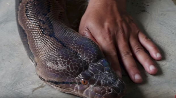 Ciri ular yang bisa telan manusia
