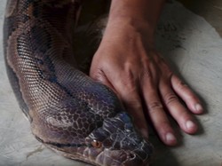 Heboh Ular Piton 3 Meter Nangkring di Atap Rumah Warga Bekasi