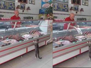 Gaya Hewan Belanja Makanan Sendiri hingga Buah Pencegah Kanker Gaya Hewan Belanja Makanan Sendiri hingga Buah Pencegah Kanker