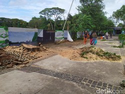 Pohon Beringin Tumbang Depan Monas Dievakuasi, Lalu Lintas Kembali Lancar