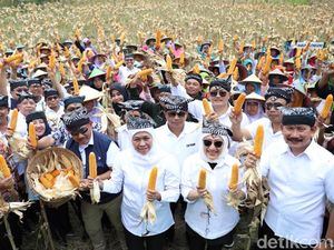 Panen Raya dengan Warga Samin, Gubernur Sebut Jagung Komoditas Andalan Jatim