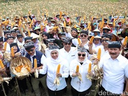 Panen Raya dengan Warga Samin, Gubernur Sebut Jagung Komoditas Andalan Jatim