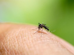 Cegah DBD, Dinkes Jabar Anjurkan Warga Pelihara Ikan Cupang