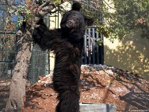 Aksi Dokter Hewan Selamatkan Satwa di Daerah Konflik