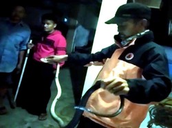 Sempat Semburkan Bisa, Ular Kobra Ditangkap Warga di Sukabumi