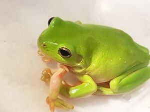 Kodok Berkaki Lima Ini Diamputasi Agar Tetap Bisa Memiliki Hidup Normal