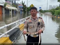 Cerita AKBP Dermawan yang Laporkan Banjir Jakarta Sambil Pegang Ular
