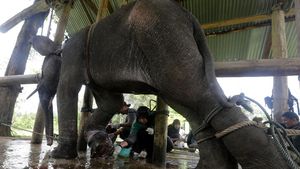 Penyelamatan Anak Gajah Sumatera yang Terjebak Jerat
