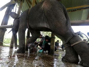 Penyelamatan Anak Gajah Sumatera yang Terjebak Jerat