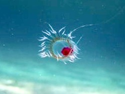 Hewan Ajaib Ini Bisa Curangi Kematian