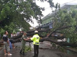 Hujan Angin di Klaten Robohkan Rumah dan Tumbangkan Pohon