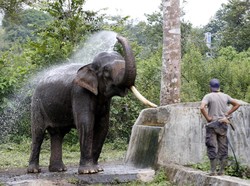 Gemas, Lihat Bayi Gajah Mandi Lumpur