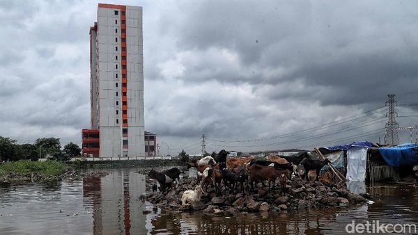 Waduh! Ada Kambing Kebanjiran di Jakarta Utara