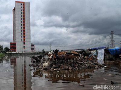 Waduh! Ada Kambing Kebanjiran di Jakarta Utara