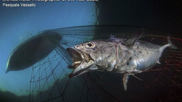 Jepretan Keren Jawara Kontes Foto Bawah Air