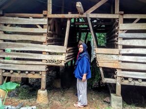 17 Domba di Ciamis Raib Dicuri, Ada Jejak Ban Mobil Dekat Kandang