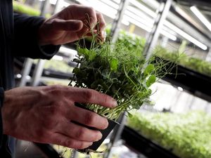 Peluang Ekspor Produk Organik Terbuka di Tengah Pandemi Peluang Ekspor Produk Organik Terbuka di Tengah Pandemi