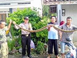 Buat Resah dan Mangsa Ternak Warga, Ular Sanca 3 Meter di Banjar Ditangkap