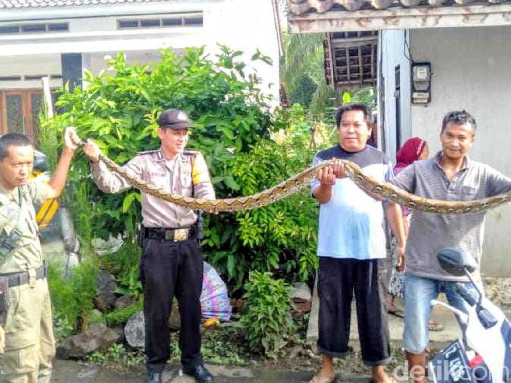 Buat Resah dan Mangsa Ternak Warga, Ular Sanca 3 Meter di Banjar Ditangkap Buat Resah dan Mangsa Ternak Warga, Ular Sanca 3 Meter di Banjar Ditangkap