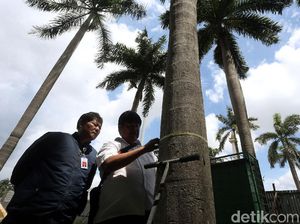 Momen Komisi Pengarah Ambil Sampel Tanah-Pohon di Monas Momen Komisi Pengarah Ambil Sampel Tanah-Pohon di Monas