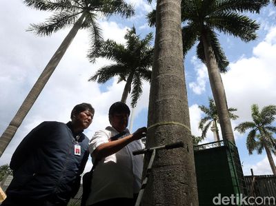 Momen Komisi Pengarah Ambil Sampel Tanah-Pohon di Monas
