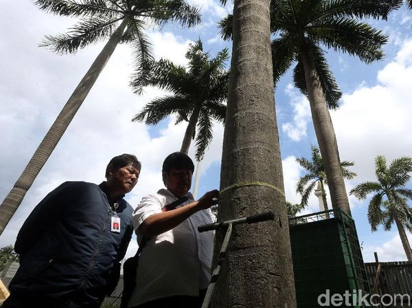 Momen Komisi Pengarah Ambil Sampel Tanah-Pohon di Monas