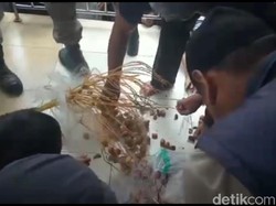 Pohon Kurma di Masjid Agung Tasikmalaya Akhirnya Dipanen