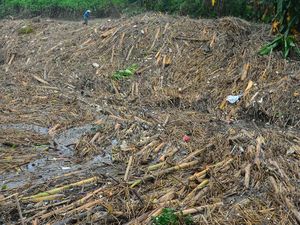 Gunungan Sampah Penuhi Bendungan Wilalung di Kudus Gunungan Sampah Penuhi Bendungan Wilalung di Kudus