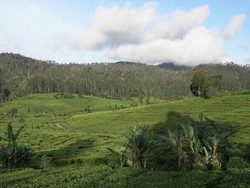 Menelusuri Jalan Panjang Secangkir Kopi Malabar