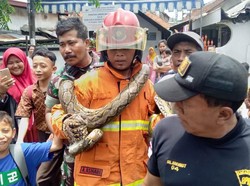 Petugas Jebol Rumah Warga Surabaya untuk Tangkap Ular Sanca 3,5 Meter
