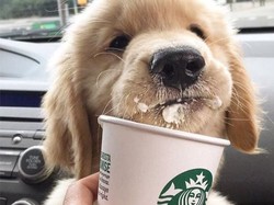 Lompat Ke Jendela Drive Thru, Anjing Ini Tak Sabar Nyeruput Minumannya