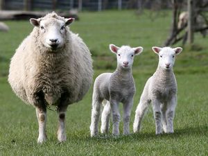 Kondom Tertua di Dunia Terbuat dari Usus Domba