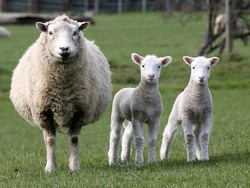 Kondom Tertua di Dunia Terbuat dari Usus Domba